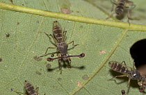 Stalk-eyed Fly (Diopsidae) on leaf, Guinea, West Africa