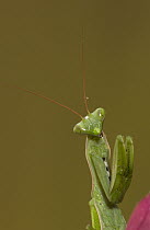 Praying Mantis (Mantis sp) portrait, Madagascar