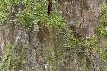 Mantid (Liturgusa annulipes) and Flattie (Selenopidae) camouflaged against lichen and moss-covered tree, Costa Rica