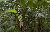 Giant Mantid (Macromantis hyalina) devouring Katydid (Idiarthron hamuliferum) lowland Atlantic Forest, Costa Rica