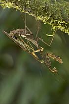 Mantid (Tauromantis championi) mating, male positions himself as far from female's front legs as possible to increase chances of survival