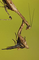Praying Mantis (Mantis sp) with Robber Fly, Dominican Republic