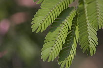 Bullhorn Acacia (Acacia cornigera) leaves, Costa Rica