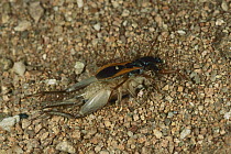 An unidentified cricket killed by an Assassin Bug, Australia