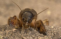 African Mole Cricket (Gryllotalpa africana) close-up, front view, Botswana