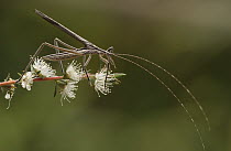 Pollen Katydid (Kawanaphila sp) covered with fine, soft hair making them ideal pollinators, Australia