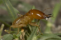 Termite soldier, Botswana
