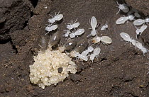 Termite workers tend nymphs and eggs in the nest until they are capable of foraging outside, Guinea, West Africa