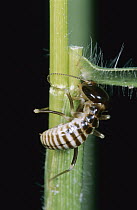 Harvester Termite (Hodotermes mossambicus) worker foraging for plant material, Botswana