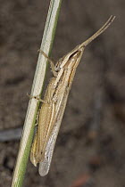 An unidentified Grasshopper clinging to stem, Botswana
