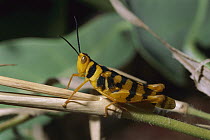 Leopard Grasshopper (Stropis maculosa), Australia