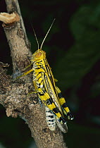Zebra Grasshopper (Zebratula flavonigra), Australia