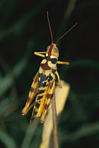 Leopard Grasshopper (Stropis maculosa), Australia