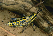 Gaudy Grasshopper (Greyacris sp) aposematic coloration announces unpalatability, Australia