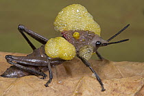 African Foam Grasshopper (Dictyophorus cuisinieri) blow air through their blood via their thoracic spiracles, creating foam that gives predators a taste of noxious chemicals, Guinea, West Africa, sequ...