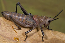 African Foam Grasshopper (Dictyophorus cuisinieri), Guinea, Sequence 1 of 2