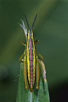 Grasshopper, South Africa