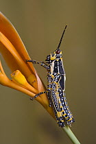 Variegated Grasshopper (Zonocerus variegatus) on flower showing warning coloration, Guinea, West Africa