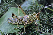 Green Milkweed Locust (Phymateus viridipes), South Africa