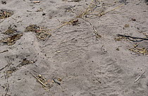 African Elephant (Loxodonta africana) footprint in sand, Botswana