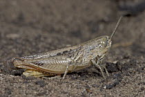 Grasshopper (Pnorisa squalus) portrait, Botswana