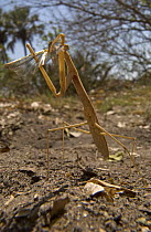 Grass Mantid (Hoplocorypha atra) mimicking dry grass stalk feeding on grasshopper, Botswana