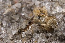 Ant (Pheidole sp) collecting grasshopper body parts discarded by mantid after feeding, Botswana