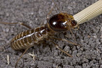 Harvester Termite (Hodotermes mossambicus) collecting grass for nest, Botswana