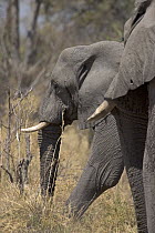 African Elephant (Loxodonta africana) pair, Botswana