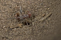 Antlion (Myrmeleon sp) larva with hapless ant prey, Botswana