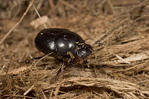 Dung Beetle (Scarabaeidae) on grasses, Botswana
