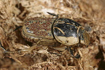 Dung Beetle (Scarabaeidae) infested with Phoretic Mites, Botswana
