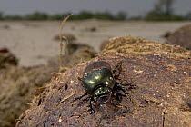 Bronze Dung Beetle (Onitis alexis) on a pile of dried dung, Botswana