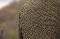African Elephant (Loxodonta africana) hind quarter skin close-up, Botswana