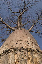 Baobab (Adansonia digitata) tree showing damage from Elephant rubbing to remove ticks, Botswana