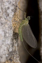 Mayfly (Ephemeroptera) found under loosened bark of Elephant damaged Baobab, Botswana