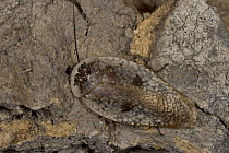 Cockroach (Gyna sp) living under loosened bark of Elephant-damaged Baobab, Botswana