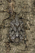Stink Bug (Pentatomidae) camouflaged against Baobab tree bark, Botswana