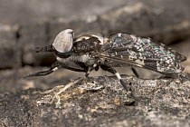 Horse Fly (Tabanidae) living under bark of Elephant-damaged Baobab, Botswana