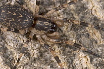 Spider of unknown species living under bark of an Elephant damaged Baobab tree, Botswana