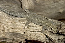 Moreau's Tropical House Gecko (Hemidactylus mabouia) found living under bark of Elephant damaged Baobab, Botswana