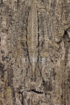 Owl Fly (Ascalaphidae) larva, camouflaged on the trunk of a savannah tree, Botswana