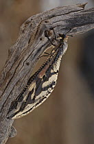 Owl Fly (Ascalaphidae) adult on snag, Namibia
