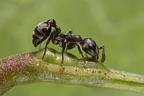 Acacia Ant (Pseudomyrmex flavicornis) collecting nectar from petiole at the base of Bullhorn Acacia leaf, Costa Rica