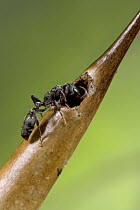 Acacia Ant (Pseudomyrmex flavicornis) worker enters hollowed out spine of Bullhorn Acacia that serves as breeding chamber and shelter, Costa Rica