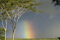 Rainbow over savanna with Bullhorn Acacia trees, Costa Rica