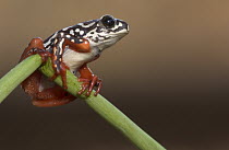 Painted Reed Frog (Hyperolius marmoratus) clinging to stem, Botswana