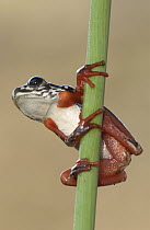 Painted Reed Frog (Hyperolius marmoratus) clinging to reed, Okavango Delta, Botswana