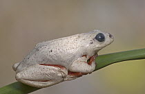 Painted Reed Frog (Hyperolius marmoratus) changing color from darkly patterned to white by contracting or expanding skin cells called chromatophores, white skin reflects sunlight effectively lowering...