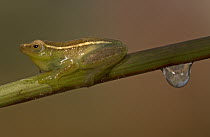 Long-nosed Reed Frog (Hyperolius nasutus) on stem, Okavango Delta, Botswana